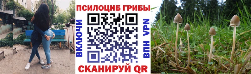 купить   Мариинский Посад  Псилоцибиновые грибы Psilocybine cubensis 